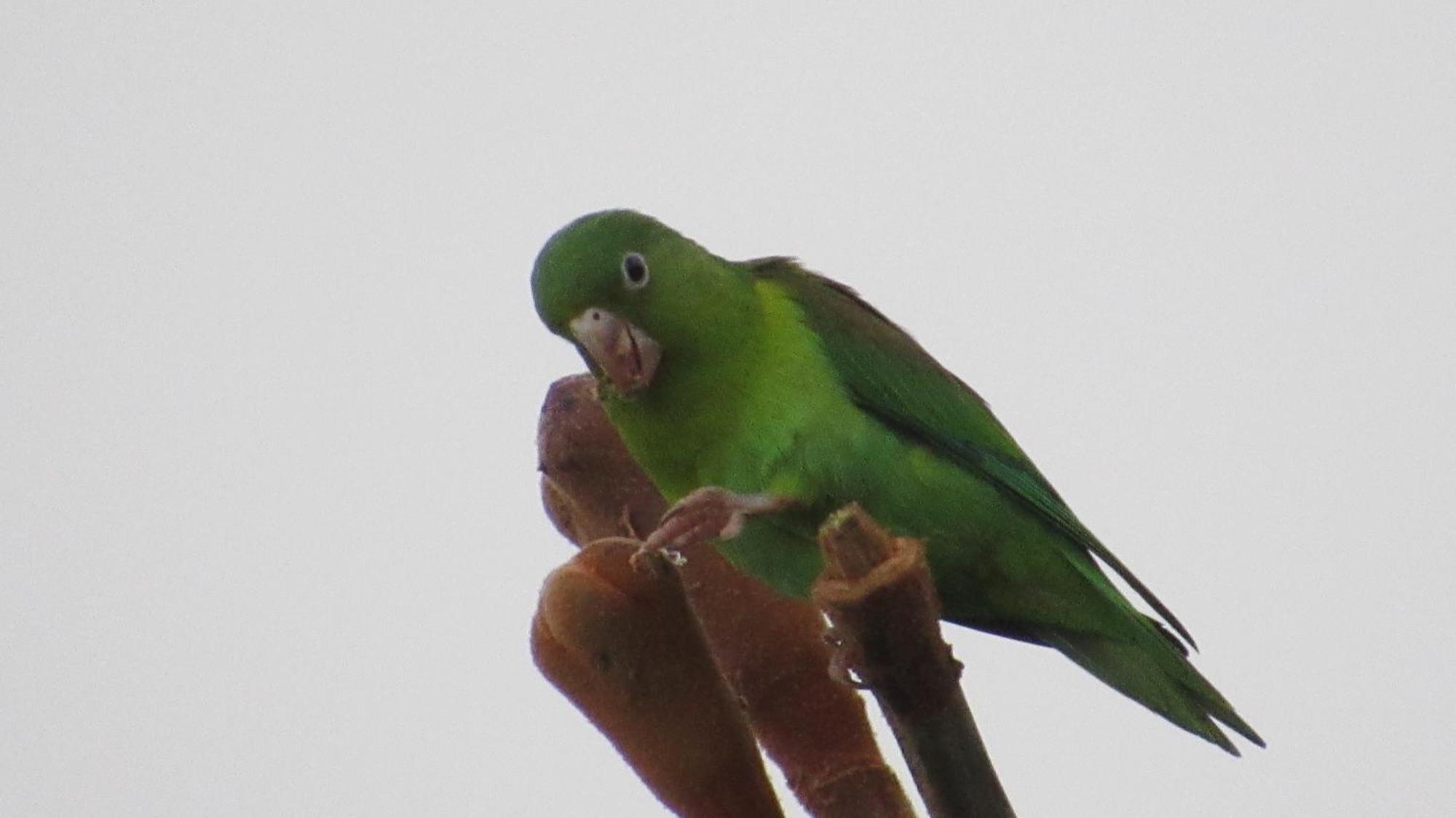 Hostal Mirador Dentro Del Parque Tayrona エル・ザイノ エクステリア 写真