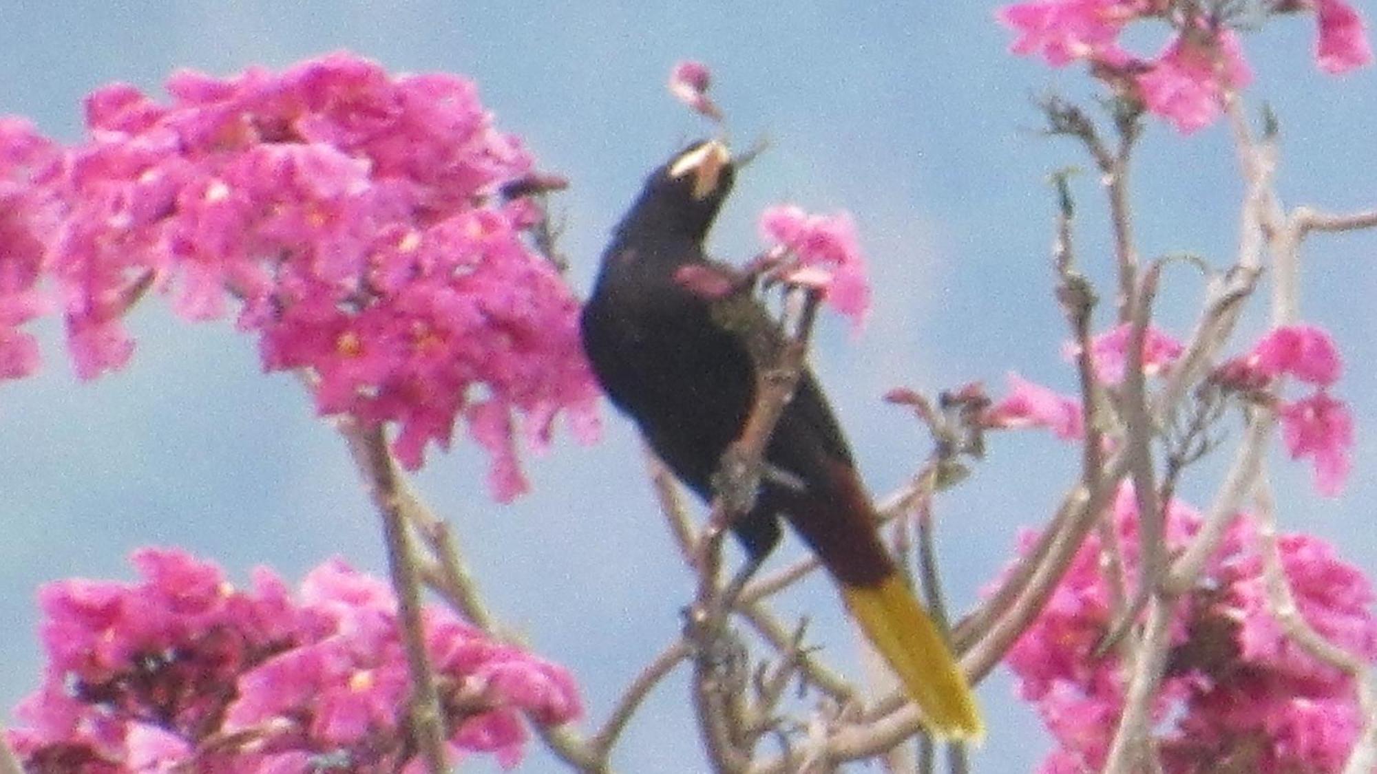 Hostal Mirador Dentro Del Parque Tayrona エル・ザイノ エクステリア 写真