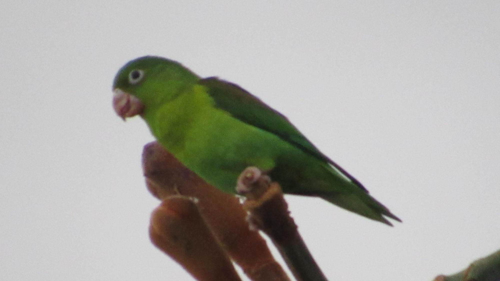 Hostal Mirador Dentro Del Parque Tayrona エル・ザイノ エクステリア 写真