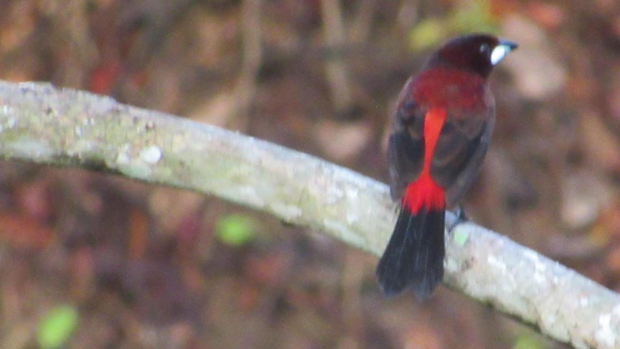 Hostal Mirador Dentro Del Parque Tayrona エル・ザイノ エクステリア 写真